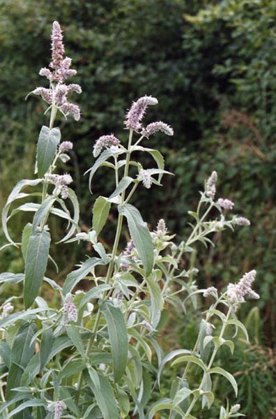 Mentha longifolia en fleurs au bord d'un ruisseau dans une prairie marécageuse